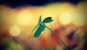 球队前锋球员突破个人得分纪录——从孤胆到传奇的逆袭之路